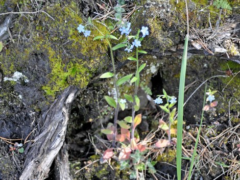 blomma vandring lom18